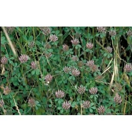 Trifolium hirtum List