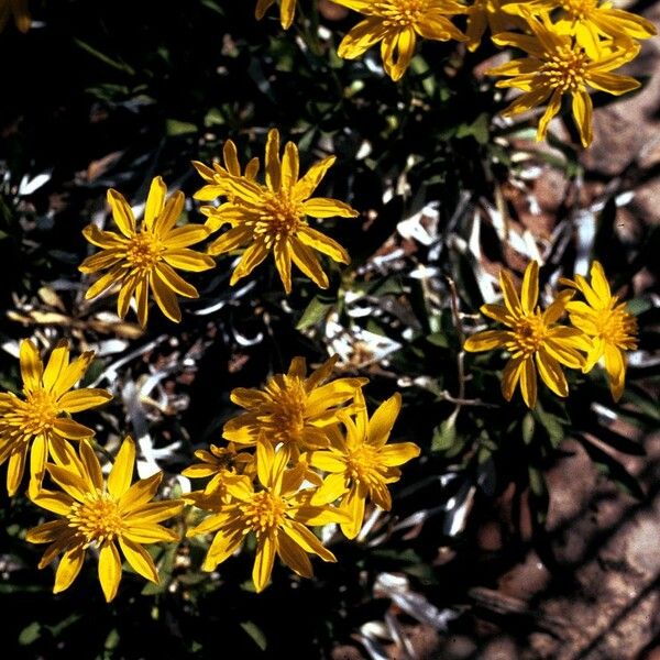 Arnica mollis Fiore