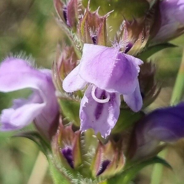 Prunella hyssopifolia Flor