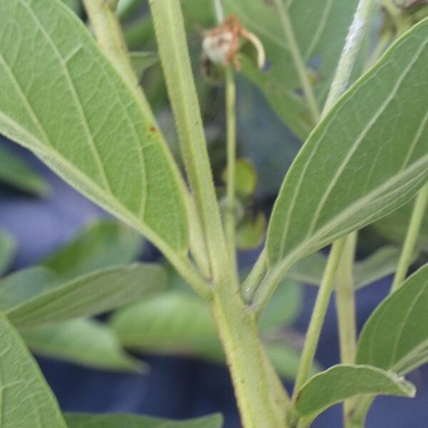 Psidium guineense Leaf