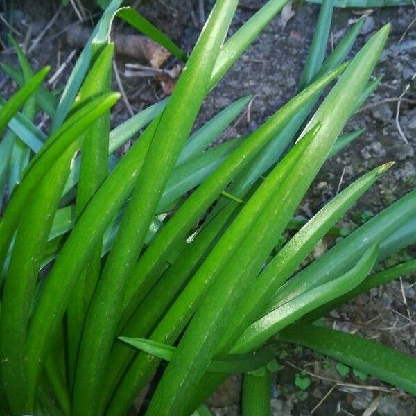 Hyacinthoides hispanica 葉