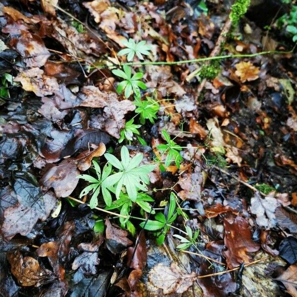 Galium odoratum Folla