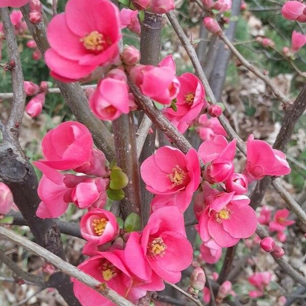 Chaenomeles speciosa Квітка