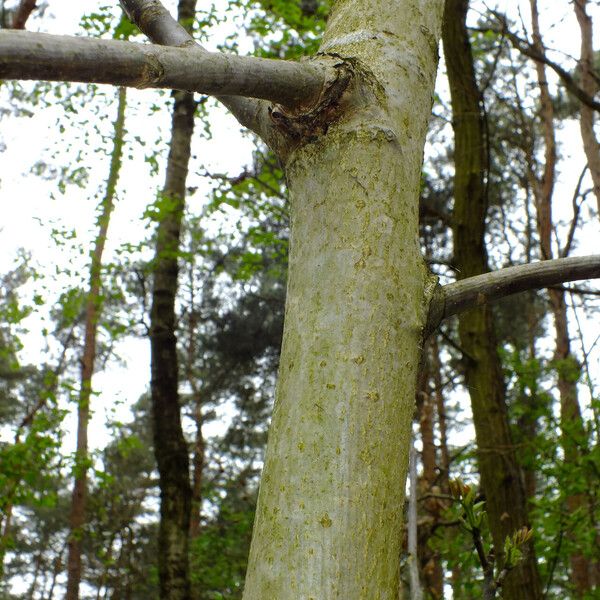 Acer platanoides Kůra