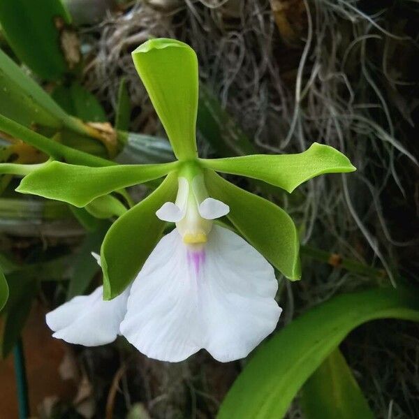 Encyclia cordigera Flor