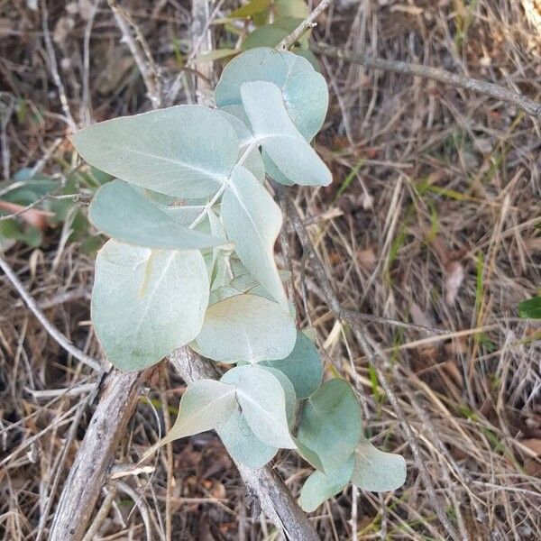 Eucalyptus cinerea ഇല