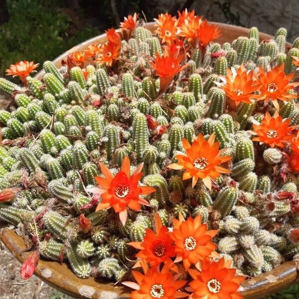 Chamaecereus silvestrii Flors