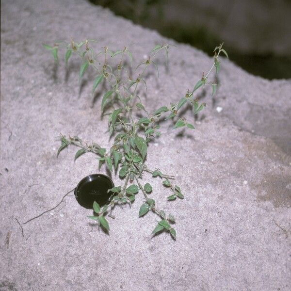 Microstachys corniculata Habitatea