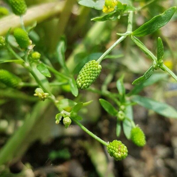 Ranunculus sceleratus Ffrwyth