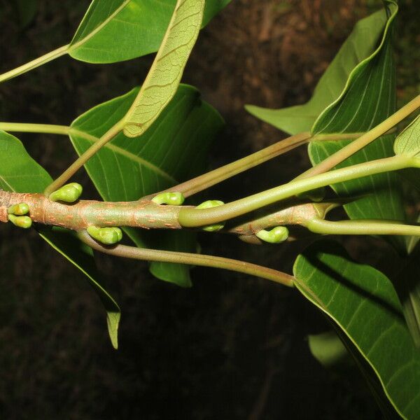 Ficus citrifolia Blatt