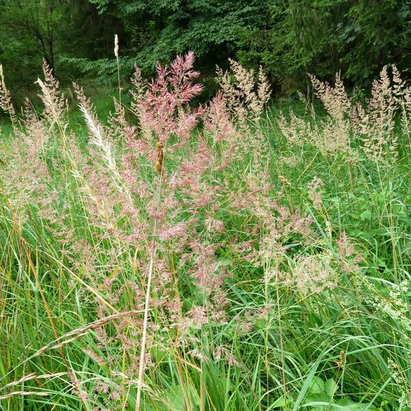 Poa trivialis Habit