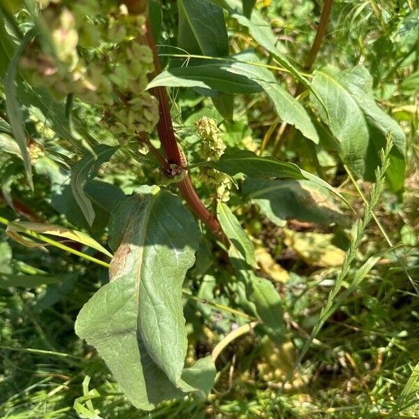 Rumex longifolius Leaf