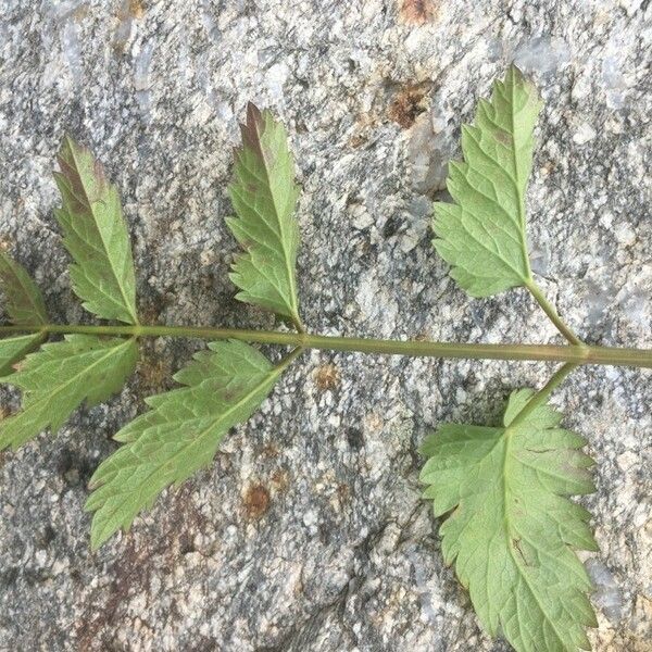 Pimpinella major Лист