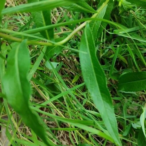 Lactuca sibirica 葉