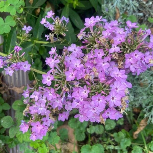 Phlox pilosa 花