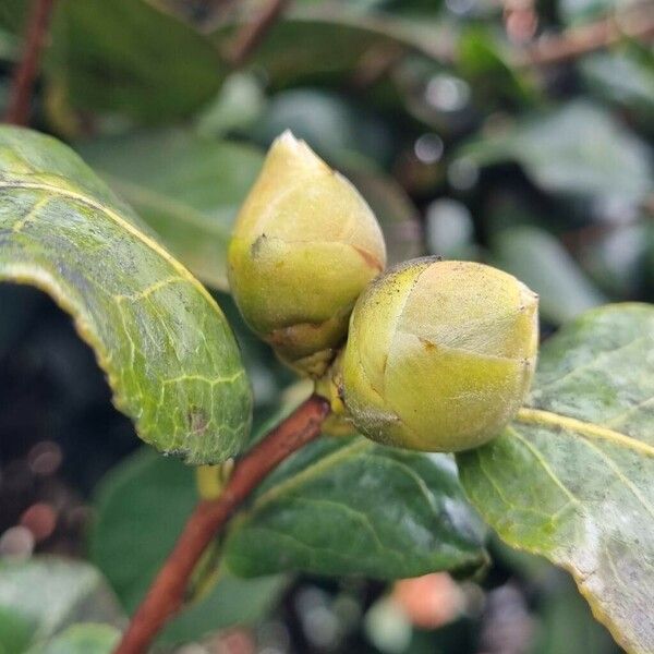 Camellia oleifera Inny