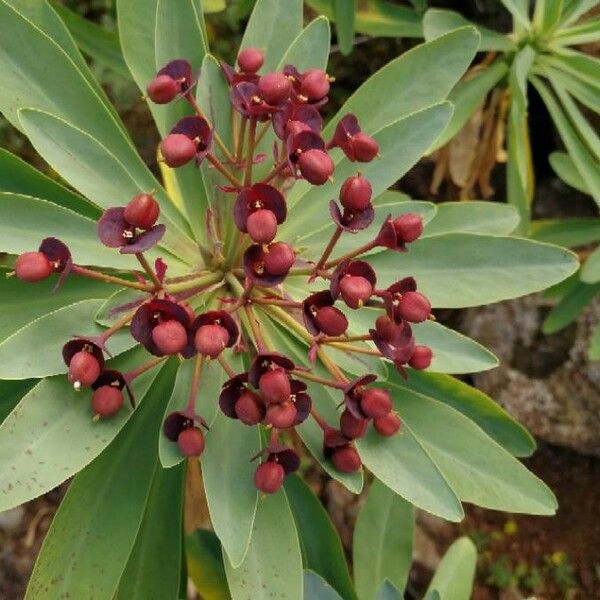 Euphorbia atropurpurea Blüte