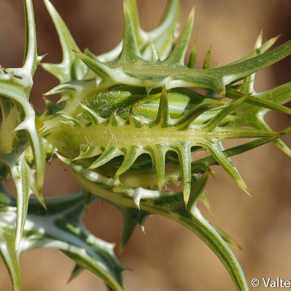 Scolymus maculatus 果