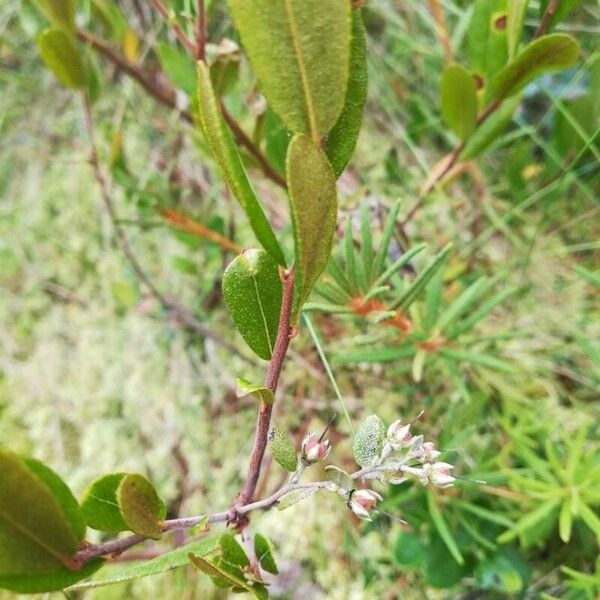Chamaedaphne calyculata Цвят