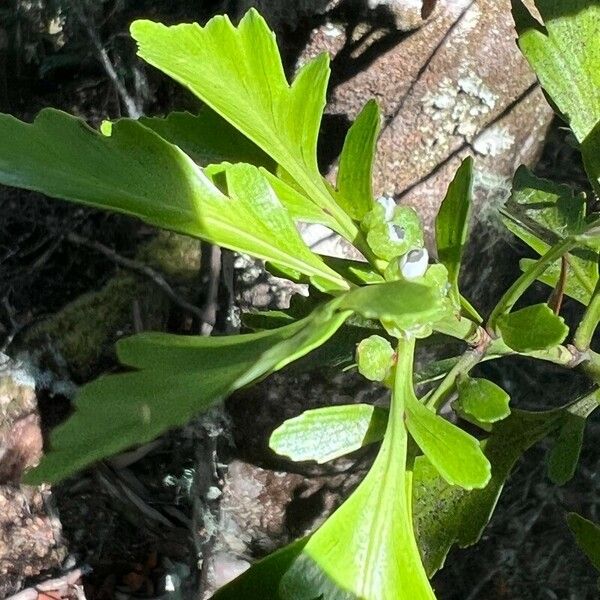 Phyllocladus trichomanoides Leaf
