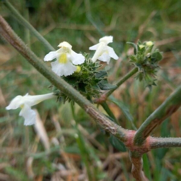 Galeopsis segetum പുഷ്പം