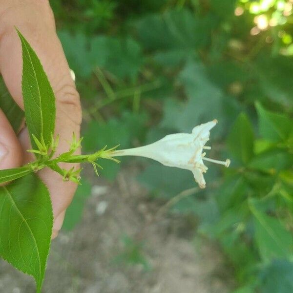 Diervilla lonicera Blomma