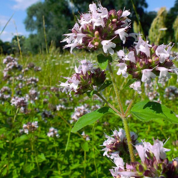 Origanum vulgare Flower