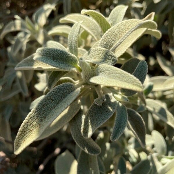 Phlomis purpurea Ліст