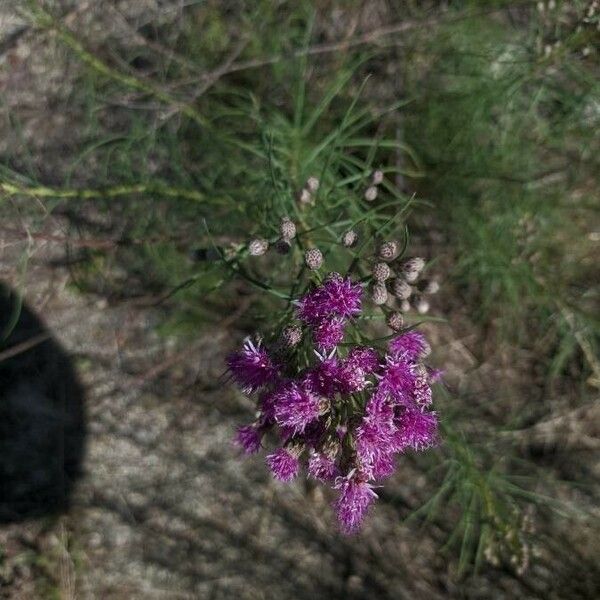 Vernonanthura nudiflora Blomst