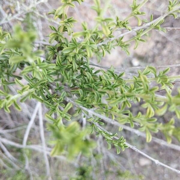 Satureja cuneifolia Leaf