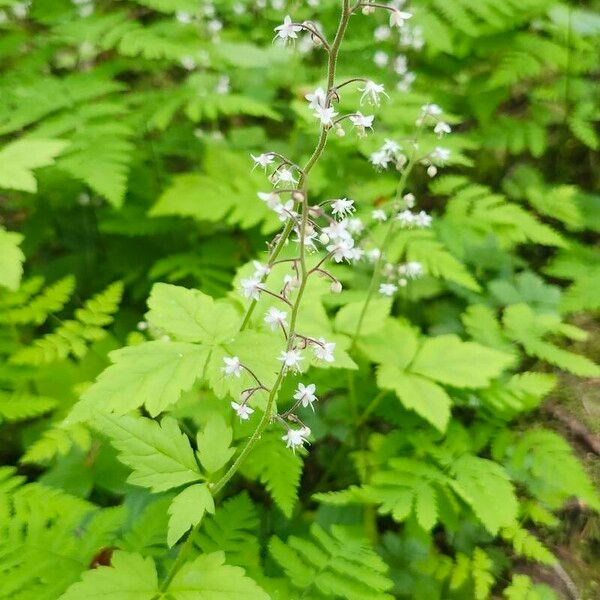 Tiarella trifoliata Blomma