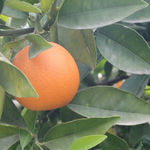 Citrus sinensis 果実