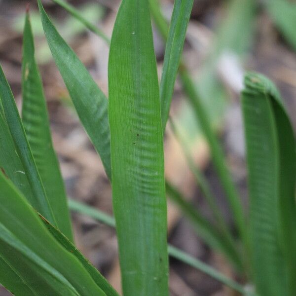 Watsonia borbonica Folha