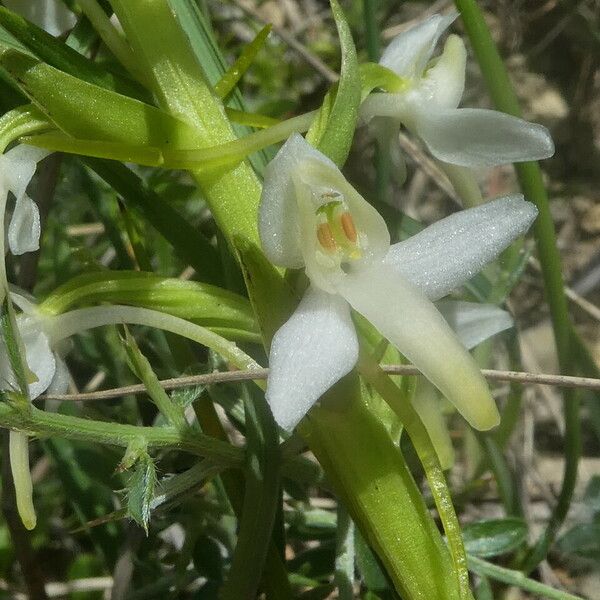 Platanthera bifolia Fiore