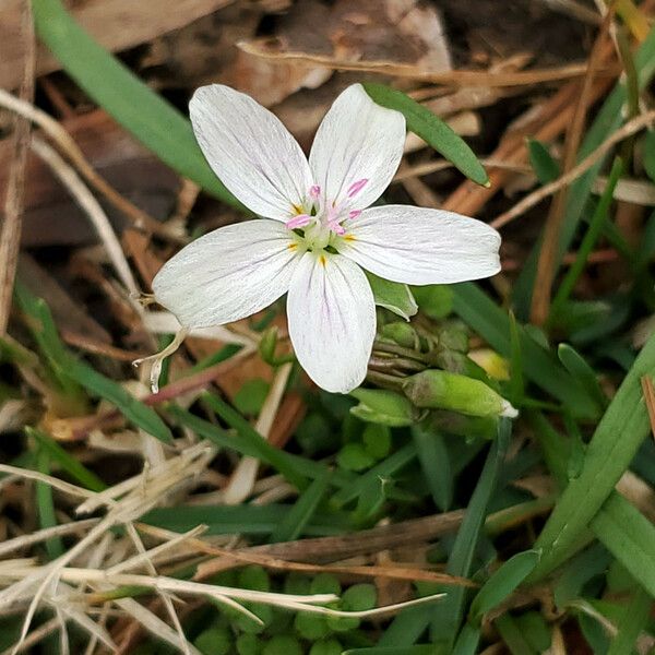 Claytonia virginica 花