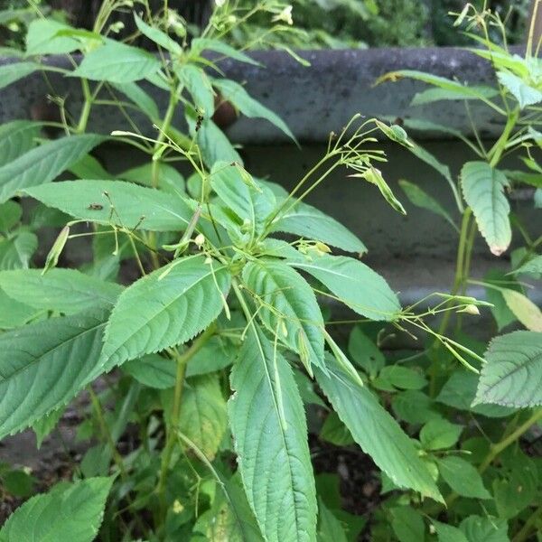 Impatiens parviflora Leht