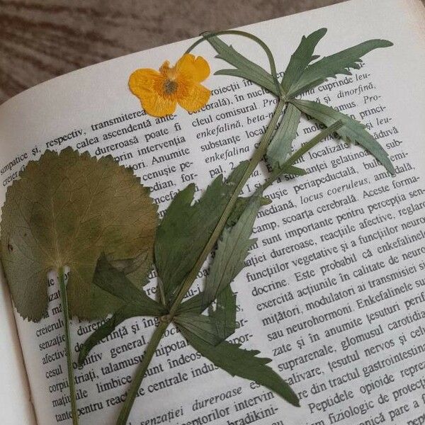 Ranunculus cassubicus Hoja