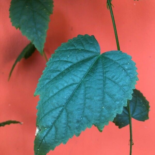 Abutilon megapotamicum 葉