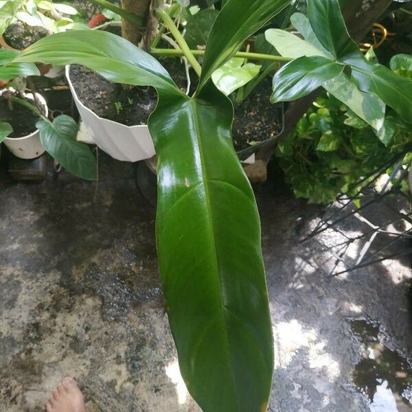 Philodendron martianum Frunză