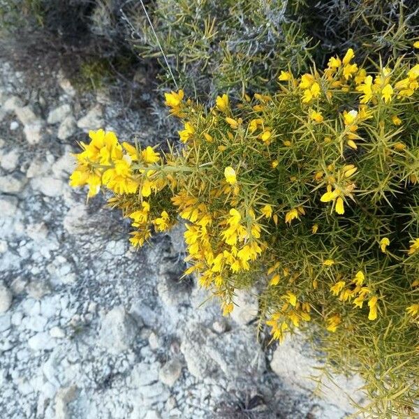 Ulex parviflorus Flower