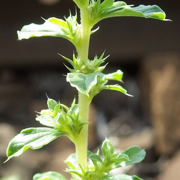 Amaranthus albus പുഷ്പം