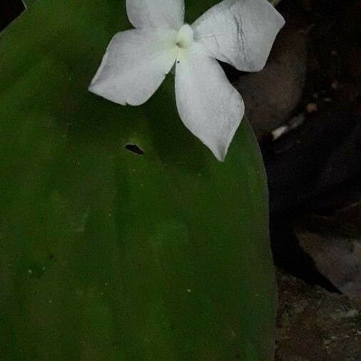 Thunbergia laevis Blomma