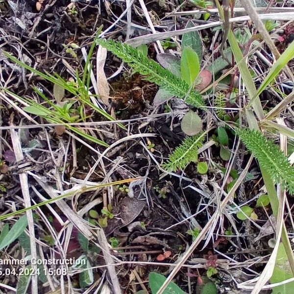 Achillea asiatica Foglia