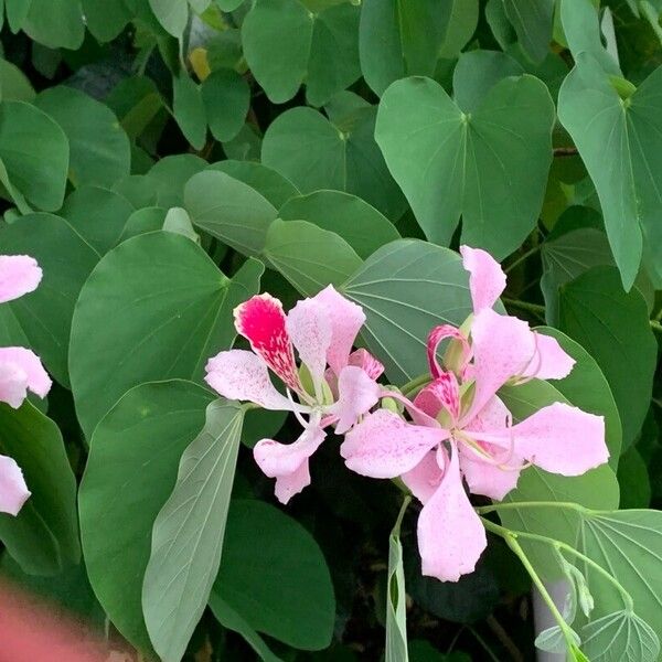 Bauhinia monandra Virág