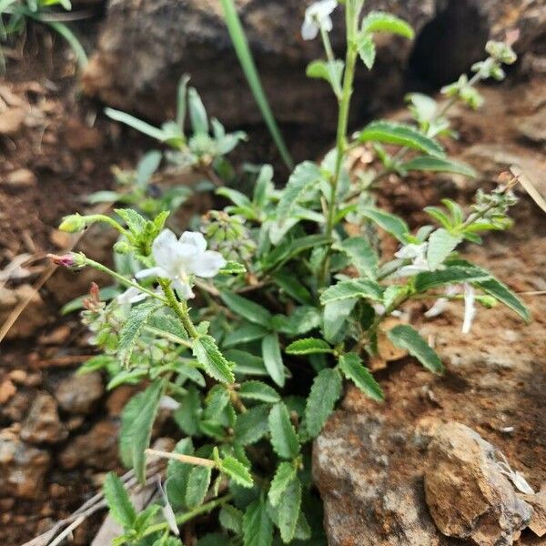 Hibiscus micranthus Bloem