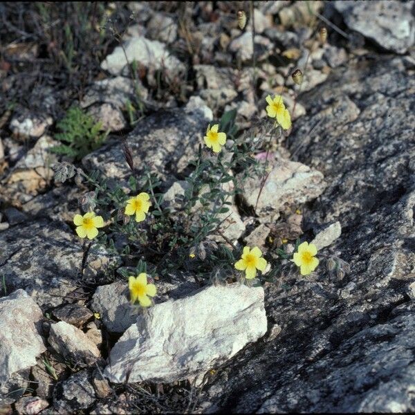 Helianthemum hirtum Συνήθη χαρακτηριστικά