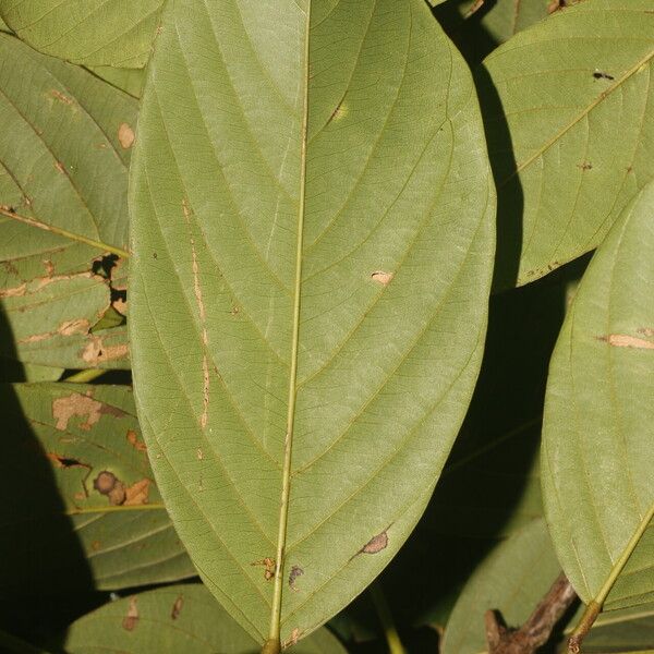 Machaerium floribundum Folha