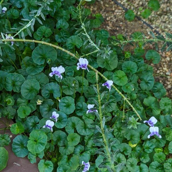 Viola hederacea 花