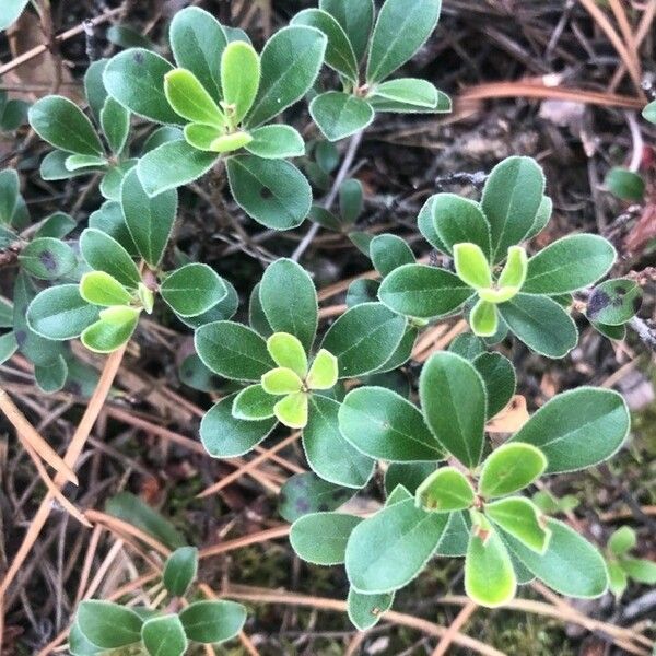 Arctostaphylos uva-ursi Листок