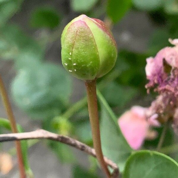 Capparis spinosa फूल